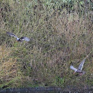 Flying Inca terns (Larosterna inca), 2021-12-07