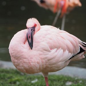 Lesser flamingo (Phoeniconaias minor), 2021-12-07