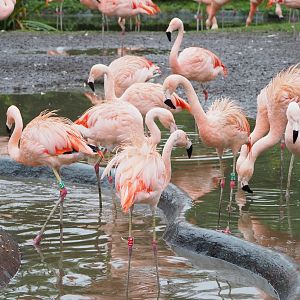 Chilean flamingos (Phoenicopterus chilensis), 2021-12-07