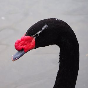 Black-necked swan (Cygnus melancoryphus), 2021-12-07
