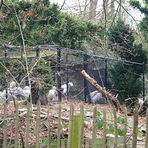 Dalmatian pelican holding aviary, 2021-12-07