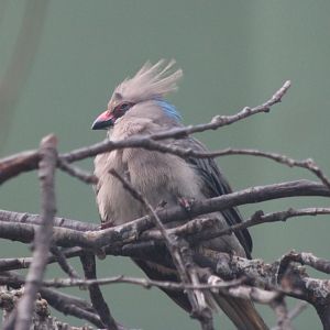 Blue-naped mousebird