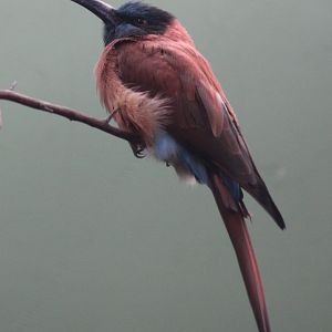 Northern bee-eater