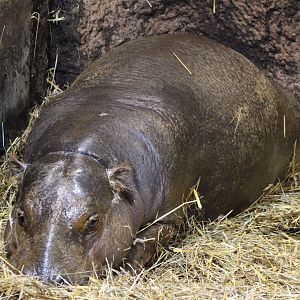 Pygmy hippo