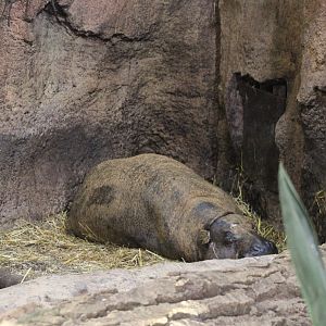 Pygmy hippo in the indoor-enclosure