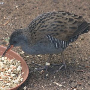 Western water rail