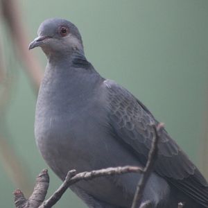 Dusky turtle-dove
