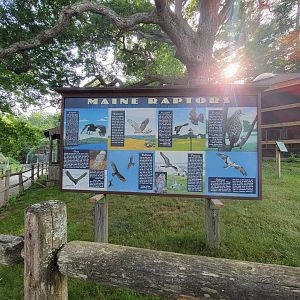 Maine Wildlife Park - native raptors sign