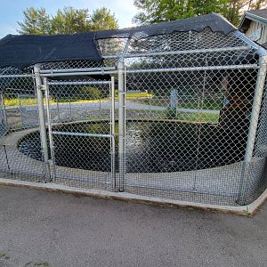 Maine Wildlife Park - Trout pond, you can toss feed to them for a quarter