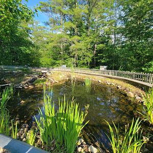Maine Wildlife Park - Turtle pond, mostly had frogs