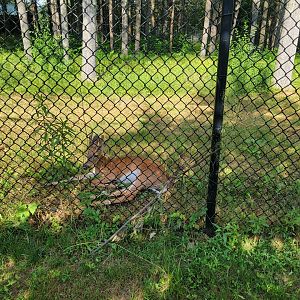 Maine Wildlife Park - White-tail deer yearling