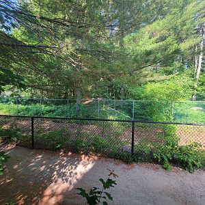 Maine Wildlife Park - Coyote yard