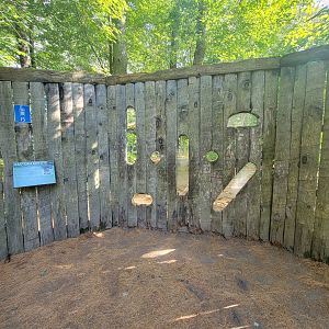 Maine Wildlife Park - Coyote viewing