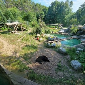 Maine Wildlife Park - American black bears