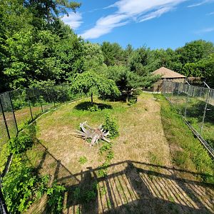 Maine Wildlife Park - Gray fox yard from walkway