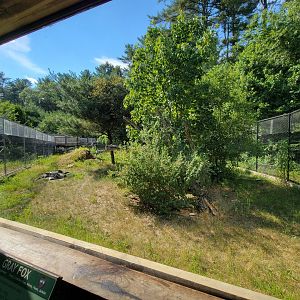 Maine Wildlife Park - Gray fox yard from window
