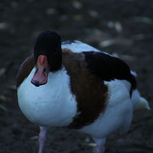 Waterfowl ID
