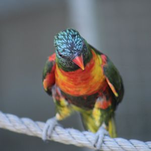 Lorikeet ID