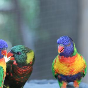 Multiple Lorikeet ID