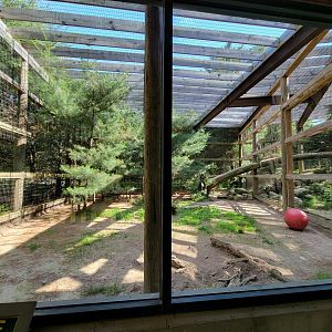Maine Wildlife Park - Cougars, left side