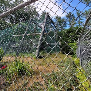 Maine Wildlife Park - Bobcats