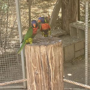 lorikeet ID