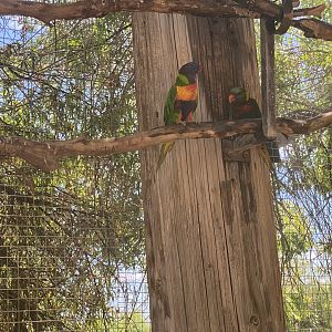 Lorikeet ID