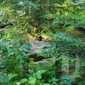 Maine Wildlife Park - Canada Lynx