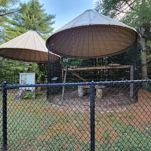 Maine Wildlife Park - Canada Lynx