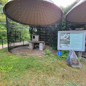 Maine Wildlife Park - Canada Lynx