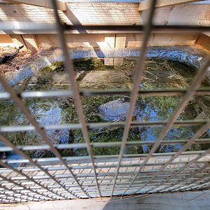 Maine Wildlife Park - Inside of turtle exhibit (common snapping turtle)