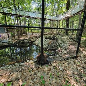Maine Wildlife Park - Beaver