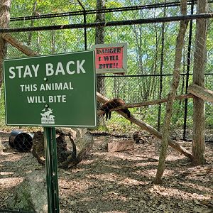 Maine Wildlife Park - Very fierce :) (Fisher)