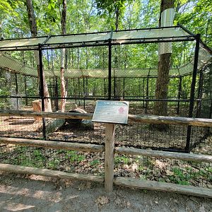 Maine Wildlife Park - North american porcupine