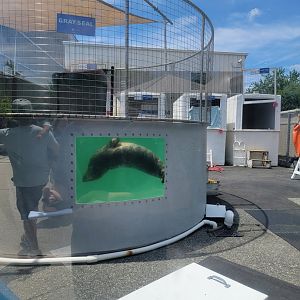Mystic Aquarium - Rescued gray seal getting ready for release