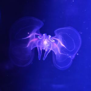 Mystic Aquarium - Comb jellies