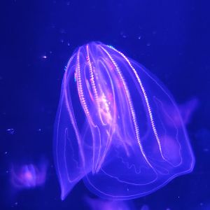 Mystic Aquarium - Comb jellies