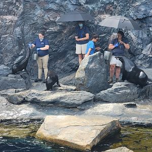 Mystic Aquarium - Northern fur seal training