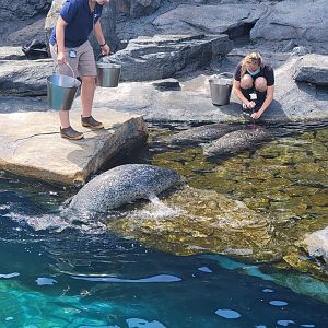 Mystic Aquarium - Spotted seal (getting out of water), harbor seals