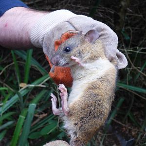 Paraguayan Rice Rat (Sooretamys angouya)