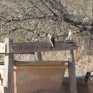 White Woodpecker (Melanerpes candidus)