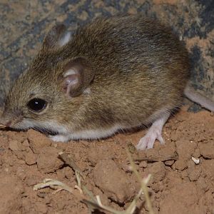 Pearson’s Chaco Mouse (Andalgalomys pearsoni)