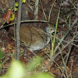 Tataupa Tinamou (Crypturellus tataupa)