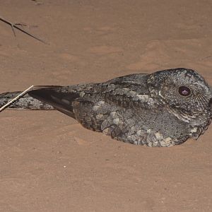 Patagonian [Band-winged] Nightjar (Systellura [longirostris] bifasciata)