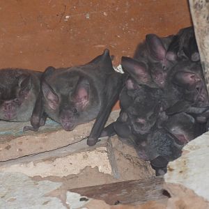 Greater Round-eared Bat (Tonatia bidens)