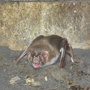Common Vampire Bat (Desmodus rotundas)