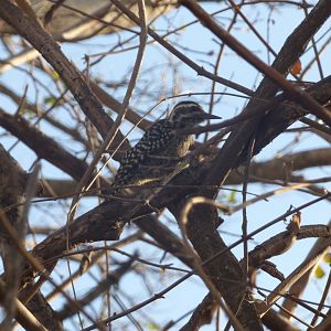 Checkered Woodpecker (Veniliornis mixtus)