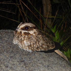 White-winged Nightjar (Eleothreptus candicans)