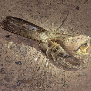 Pauraque (Nyctidromus albicollis)