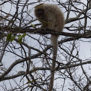 White-coated Titi (Callicebus pallescens)